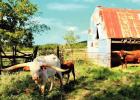 Texas Longhorns return to Copperas Cove area on Powell Ranch