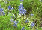 STATE FLOWER OF TEXAS