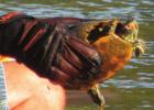 Group cleaning City Park pond pull debris, rescue turtle during event